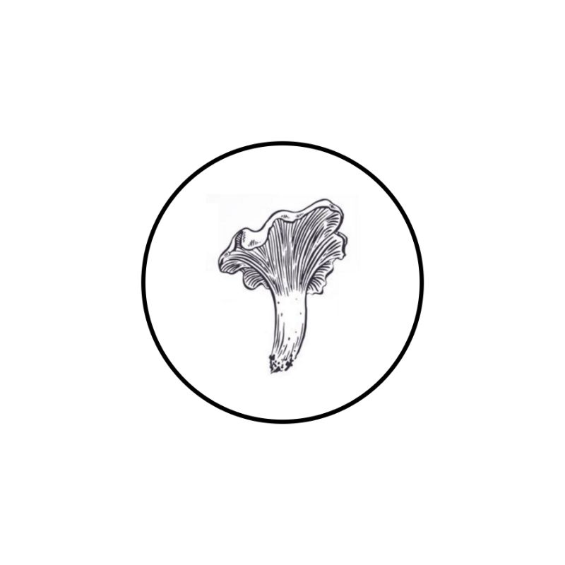 witte beukenzwam bio_Tekengebied 1